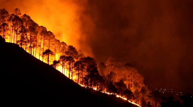 Mégafeux, la forêt des Landes pour comprendre